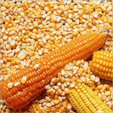 YELLOW CORN FOR POULTRY FEED