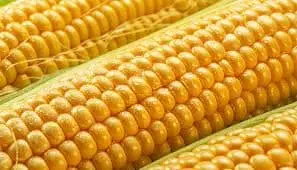 Corn