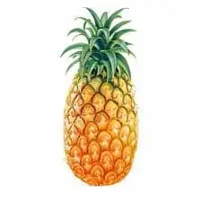 FRESH PINEAPPLE