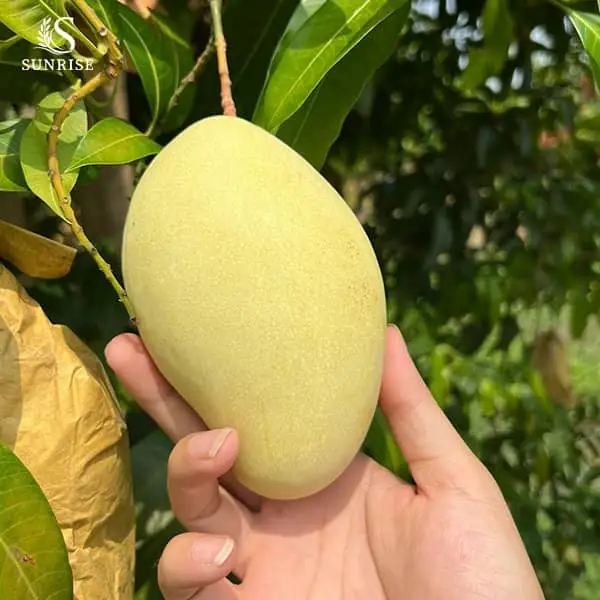 Fresh Mango from Vietnam
