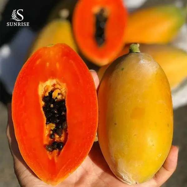 Fresh Papaya from Vietnam