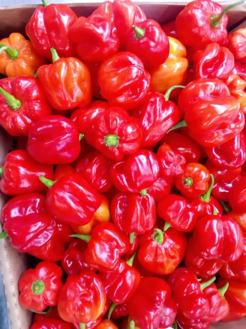 capsicum (All types)