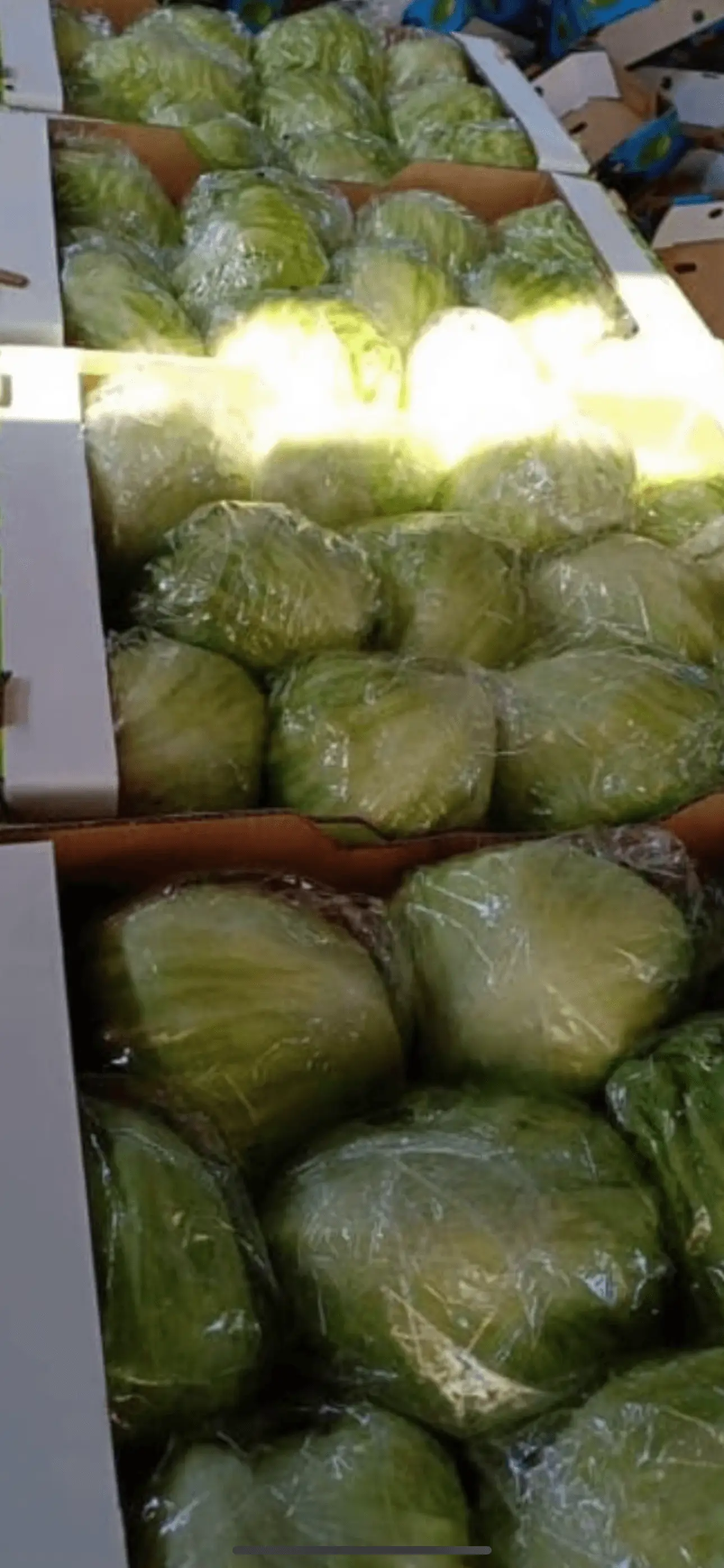 Laser perforated bag for storing lettuce