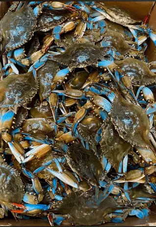 Live Blue Crabs