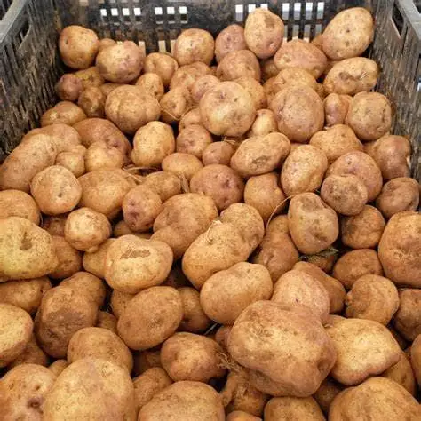  POTATOES