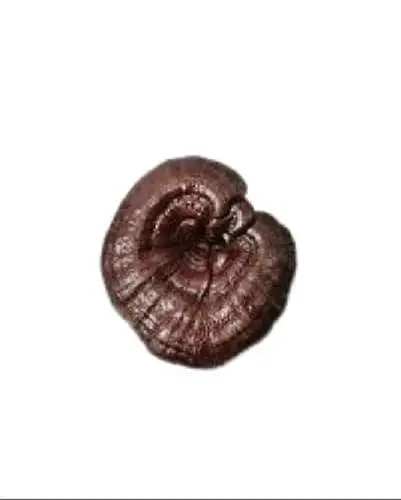 Common Brown Fresh Reishi Mushroom
