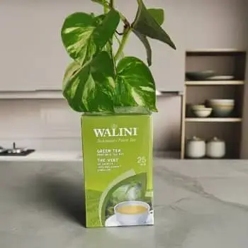 Indonesian Green Tea Finest Detox