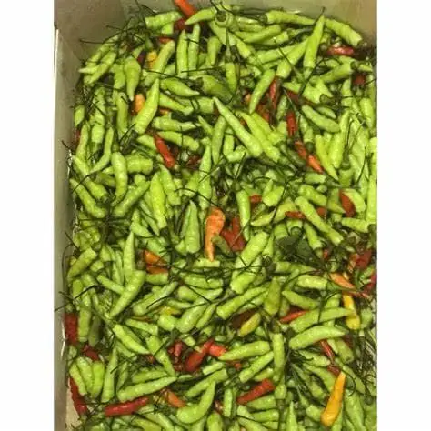 gindungu green chilli