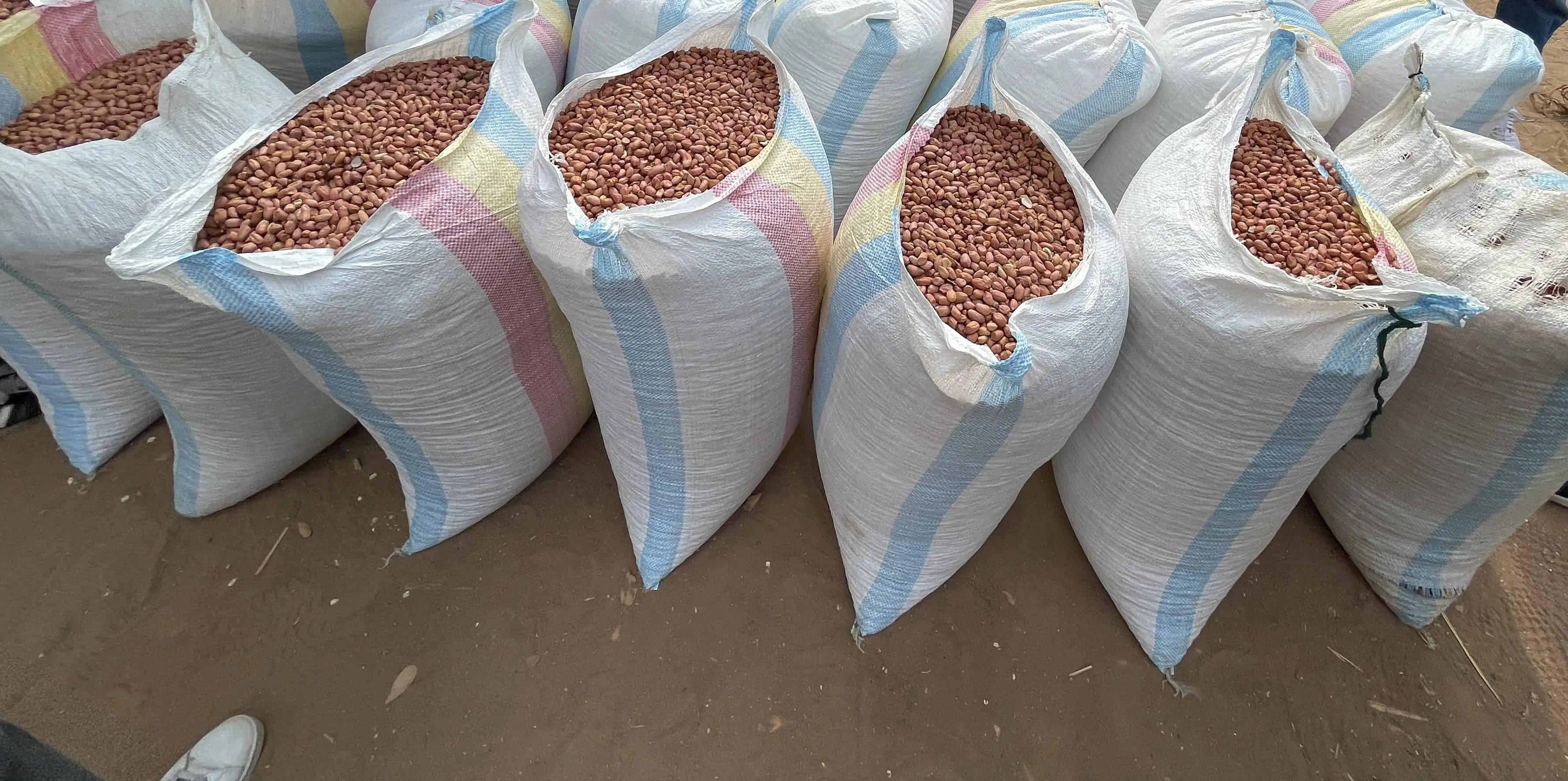 Groundnut/Peanuts